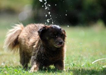Orvieto, mette al cane un collare che dà scosse: subito denunciato