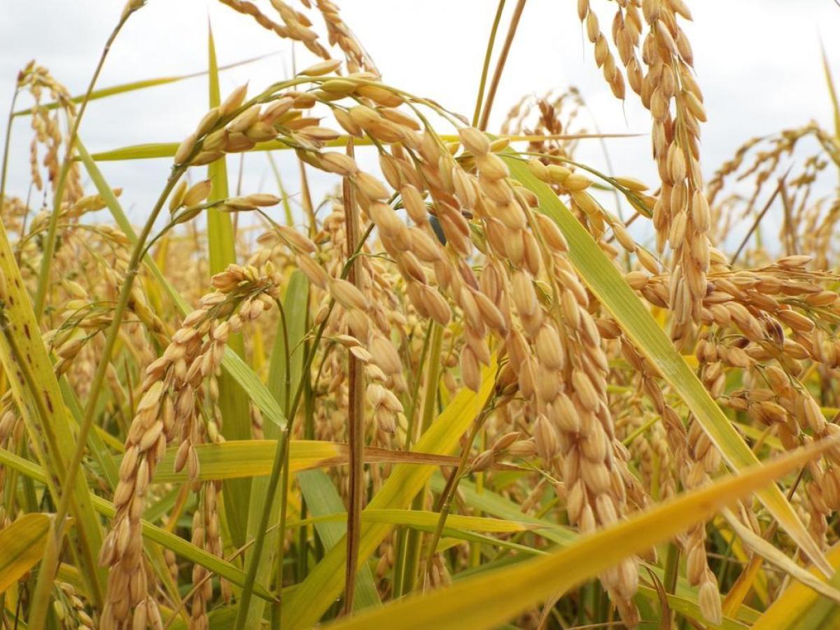 Gli Oscar Green di Coldiretti ai giovani imprenditori agricoli dell’Umbria