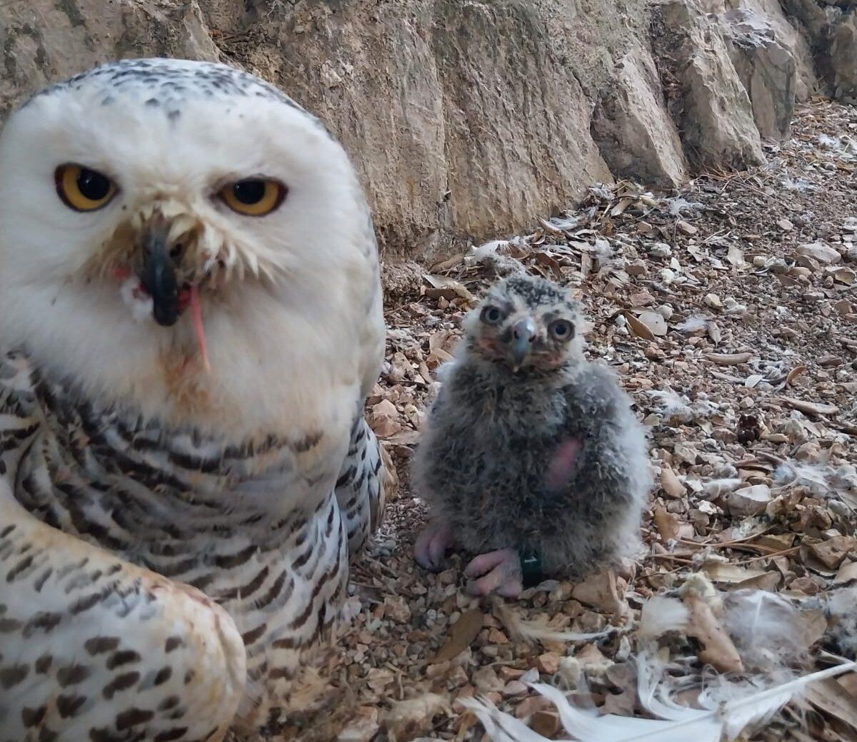 Fiocco blu alla Città della Domenica: è nato Hibou, gufo delle nevi