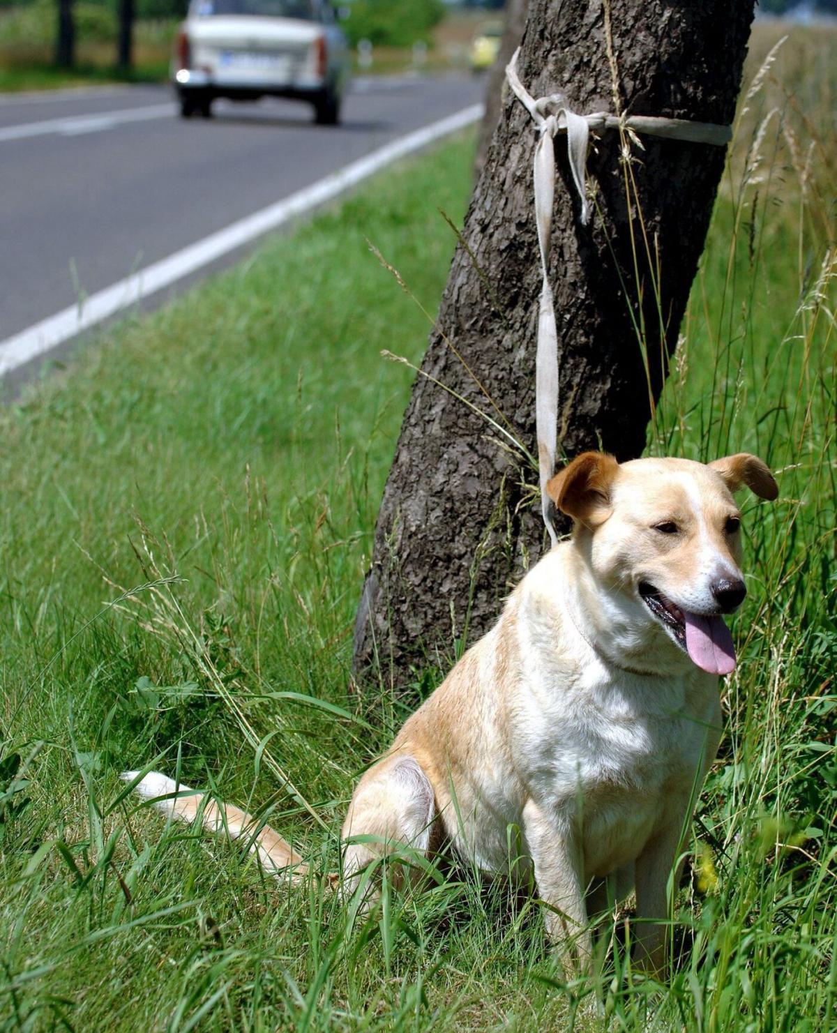 Gubbio, abbandona sette cani sotto il sole: denunciato