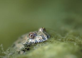 Le specie più rare e uniche del Parco Nazionale dei Monti Sibillini: un viaggio tra la flora e la fauna del Parco