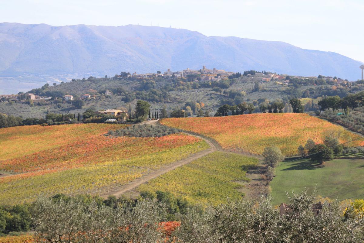 Umbria, in arrivo 5,3 milioni per il settore vitivinicolo