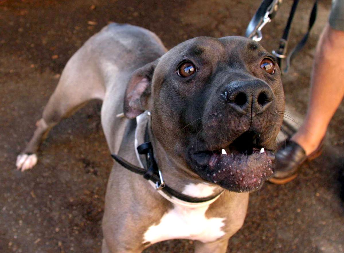 Regolamento animali, chiarimenti dopo le polemiche a Terni. “Museruola solo in caso di rischio”