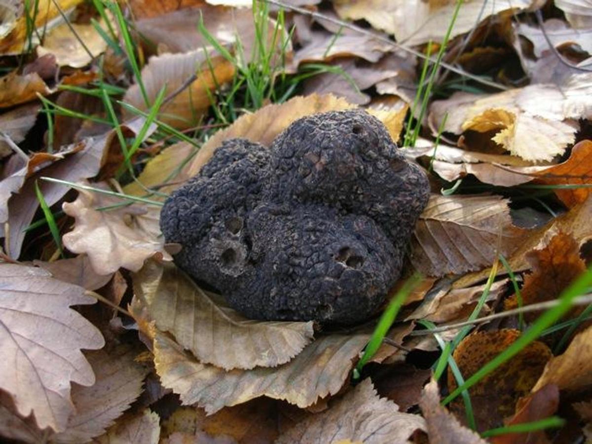 Tartufo: Giuliano Martinelli di Giuliano Tartufi analizza l’andamento della stagione