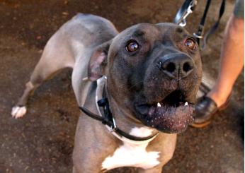 Regolamento animali, chiarimenti dopo le polemiche a Terni. “Museruola solo in caso di rischio”