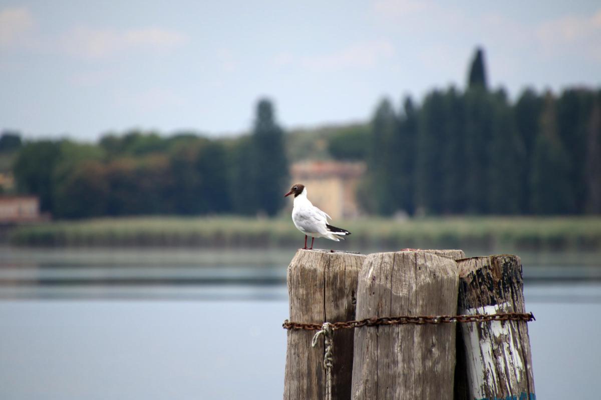 Il Parco Regionale del Trasimeno: alla scoperta delle meraviglie e delle peculiarità di uno dei Parchi più suggestivi dell’Umbria