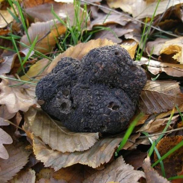 Tartufo: Giuliano Martinelli di Giuliano Tartufi analizza l’andamento della stagione