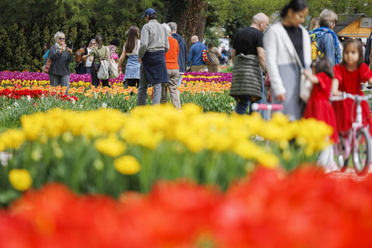 Castiglione del Lago torna a fiorire con la Festa del tulipano: tutto il programma dal 25 aprile al 1 maggio