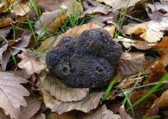 Tartufo: Giuliano Martinelli di Giuliano Tartufi analizza l’andamento della stagione