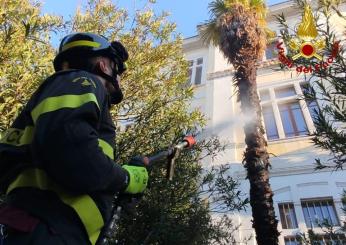Mattinata movimentata a Terni: Ipsia in fiamme e Piazza dell’Olmo senza olmo