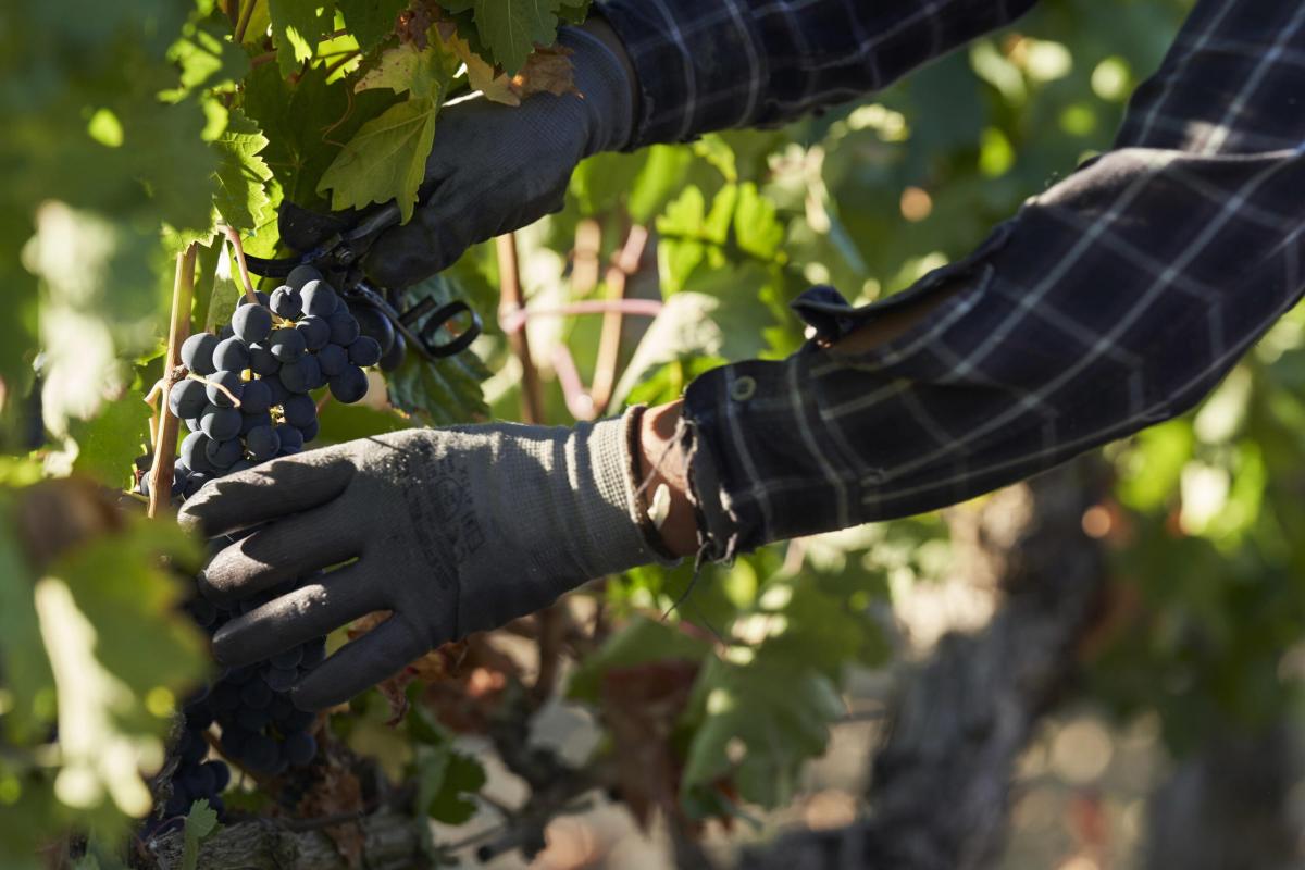 Umbria, dalle bollicine alle note rosate: i migliori vini da gustare in estate