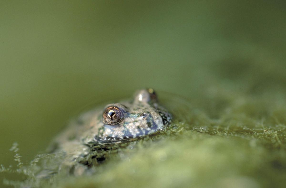Le specie più rare e uniche del Parco Nazionale dei Monti Sibillini: un viaggio tra la flora e la fauna del Parco