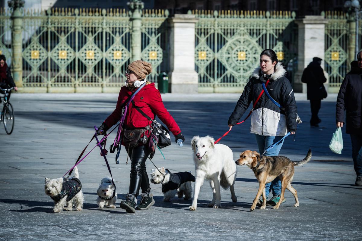 La piaga dell’avvelenamento di cani e gatti a Gubbio: il caso di via del Borghetto